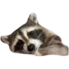 Habēmus Raccoon 12