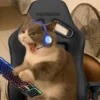 kitty 17