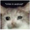 Cats 14