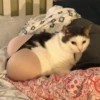 kitty 18