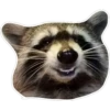 Habēmus Raccoon 14
