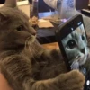 Help kittens 8