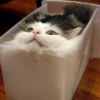 Gatinhos da Mand 22