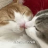 kitty 19