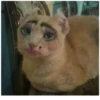 Cats 15