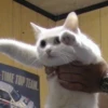 Gatinhos da Mand 23