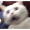 Gatinhos da Mand 24