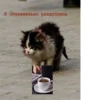 Help kittens 9