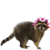 Habēmus Raccoon 15