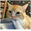 Cats 16