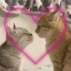 Kitty go 10