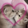 Kitty go 11