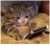 Cats 17