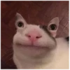 Cats 18