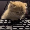 Help kittens 10