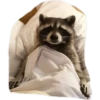 Habēmus Raccoon 17