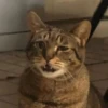 Gatinhos da Mand 25