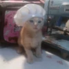 kitty 20