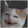 Cats 19