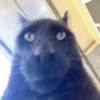 kitty 21