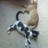kitty 22