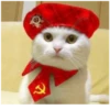 Cats 20