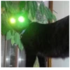 Cats 21