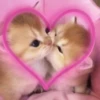 Kitty go 12