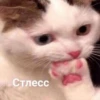 kitty 23