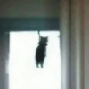 Kitty go 13