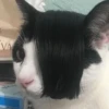 kitty 24