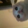 Kitty go 14