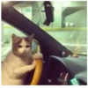 Cats 22