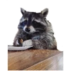 Habēmus Raccoon 20