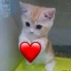 Kitty go 15