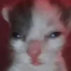 Help kittens 11