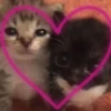 Kitty go 17
