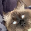 kitty 25