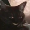 Gatinhos da Mand 27