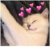Cats 23