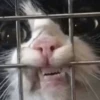 kitty 26