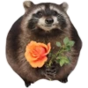 Habēmus Raccoon 21