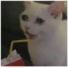 Cats 24