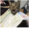 Cats 25