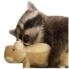 Habēmus Raccoon 22
