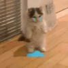 kitty 27