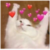 Cats 26