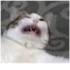 Cats 27