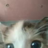Kitty go 18