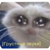 Help kittens 13
